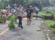 Respon Cepat Polsek Pemenang Evakuasi Pohon Tumbang