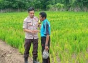 Dorong Ketahanan Pangan Nasional dan Swasembada, Bhabinkamtibmas Polsek Langgudu Cek Progres Tanaman Padi di Desa Binaan
