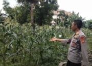 Dukung Ketahanan Pangan, Polsek Rasanae Barat Sulap Lahan Kosong Jadi Kebun Bergizi