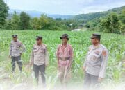 Dukung Ketahanan Pangan Nasional, Sat Binmas Polres Bima Kota Pantau Lahan Pertanian Warga