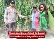 Bhabinkamtibmas Polsek Ambalawi Pantau Perkembangan Tanaman Jagung Milik Warga, Wujudkan Ketahanan Pangan