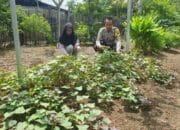 Dukung Ketahanan Pangan, Bhabinkamtibmas Polsek Asakota Monitoring Lahan Pekarangan Bergizi Milik Warga