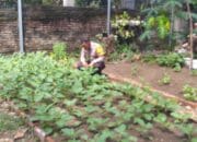 Bhabinkamtibmas Kelurahan Na’e Kontrol Tanaman Pangan dalam Rangka Mendukung Ketahanan Pangan Nasional