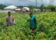 Dukung Ketahanan Pangan, Bhabinkamtibmas Kelurahan Nitu Kontrol Tanaman Pangan