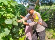 Bhabinkamtibmas Kelurahan Sambinae Laksanakan Pengecekan Pekarangan Pangan Bergizi (P2B)