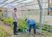 Pekarangan Jadi Sumber Pangan! Bhabinkamtibmas Desa Bajur Beri Contoh