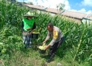 Bhabinkamtibmas Labuapi Dampingi Petani Dusun Jogot, Dukung Swasembada Pangan