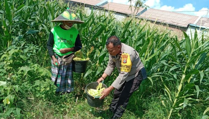 Bhabinkamtibmas Labuapi Dampingi Petani Dusun Jogot, Dukung Swasembada Pangan