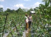 Sinergi Polri & Warga: Pekarangan Jadi Solusi Ketahanan Pangan di Lombok Barat