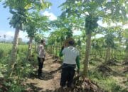 Polsek Kediri Motivasi Petani Pepaya di Desa Ombe Baru, Dukung Ketahanan Pangan