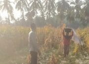 Polri Hadir untuk Petani! Bhabinkamtibmas Sekotong Dukung Produktivitas Pertanian