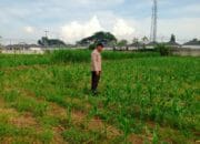 Bersama Petani, Polsek Labuapi Tinjau Perkembangan Jagung di Karang Bongkot