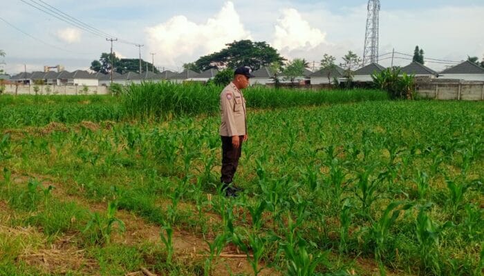 Bersama Petani, Polsek Labuapi Tinjau Perkembangan Jagung di Karang Bongkot