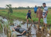 Penemuan Mayat di Tengah Sawah Mengguncang Warga Labuapi, Lombok Barat