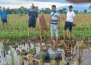 Desa Bagepolak Lombok Barat Dihebohkan Penemuan Mayat Di Tengah Sawah