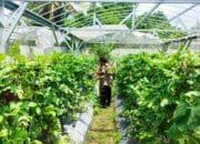 Pekarangan Produktif di Dusun Bengkel: Solusi Cerdas untuk Pangan Sehat