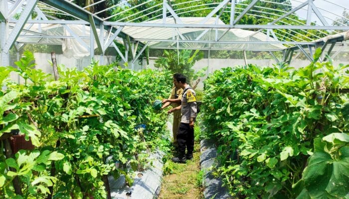 Pekarangan Produktif di Dusun Bengkel: Solusi Cerdas untuk Pangan Sehat