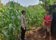 Bhabinkamtibmas Sambangi Petani Jagung, Ajak Dukung Ketahanan Pangan Nasional