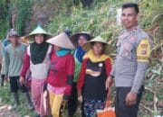 Bhabinkamtibmas Desa Rai Oi Bantu Warga Panen Jagung dalam Rangka Ketahanan Pangan Nasional