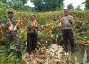 Bhabinkamtibmas Kelurahan Rite Laksanakan Pengecekan Panen Jagung Warga Binaan
