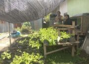 Bhabinkamtibmas Laksanakan Pengecekan Lahan Pekarangan Ketahanan Pangan Nasional