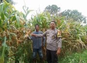 Bhabinkamtibmas Desa Kole Pantau Perkembangan Jagung dalam Rangka Meningkatkan Ketahanan Pangan Nasional