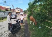 Pemanfaatan Pekarangan Rumah Dorong Ketahanan Pangan Mandiri