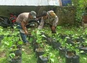 Pekarangan Bergizi Dorong Kesejahteraan Warga Batulayar