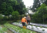 Warga Jagaraga Semangat Tanam, Berkat Dorongan Polisi