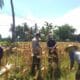 Sinergi Polri dan Petani: Bhabinkamtibmas Desa Kuripan Timur Bantu Panen Jagung Hibrida