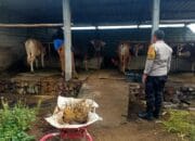 Dekatkan Diri ke Warga, Bhabinkamtibmas Dorong Usaha Ternak