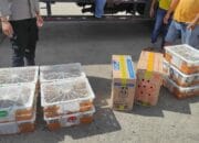 Truk Bermuatan Burung Tanpa Izin Dicegat Menuju Bali di Lombok Barat