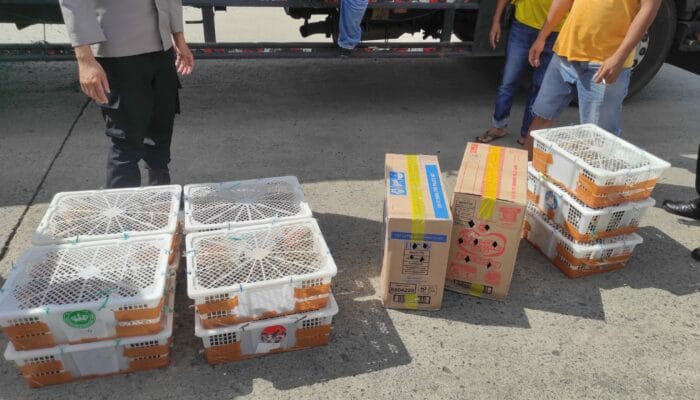 Truk Bermuatan Burung Tanpa Izin Dicegat Menuju Bali di Lombok Barat