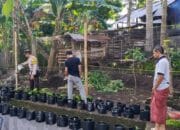 Lahan Kosong Disulap Pemuda Kuripan Jadi Kebun Produktif