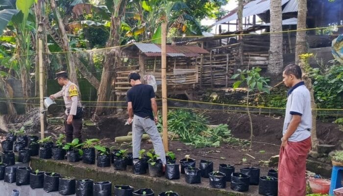 Lahan Kosong Disulap Pemuda Kuripan Jadi Kebun Produktif