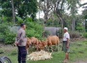 Ketahanan Pangan NTB Menguat: Sinergi Polisi & Warga di Lombok Barat Berbuah Positif