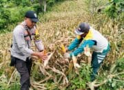 Bhabinkamtibmas Polsek Rasanae Barat Bantu Warga Panen Jagung di Sambinae
