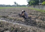 Bhabinkamtibmas Desa Kuripan Beri Motivasi Pemanfaatan Pekarangan untuk Ketahanan Pangan