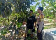 Program Ketahanan Pangan Desa Terong Tawah: Peran Bhabinkamtibmas dalam Pengecekan Lahan dan Pemantauan Harga