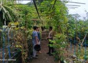 Pemuda Kuripan Utara Dilibatkan dalam Program Ketahanan Pangan Lokal