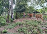 Ketahanan Pangan Dimulai dari Rumah: Inisiatif Polisi di Lombok Barat