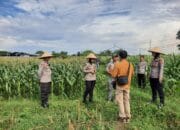 Polisi dan Petani Bersinergi: Kawal Panen Jagung Lombok Barat