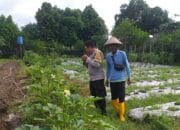Optimalisasi Lahan untuk Ketahanan Pangan: Langkah Nyata Polri di Lombok Barat