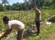 Bhabinkamtibmas Batu Putih Dukung Petani Cabai di Sekotong