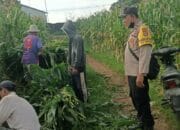 Bhabinkamtibmas Dampingi Panen Jagung di Ombe Baru Dukung Swasembada Pangan