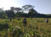 Bhabinkamtibmas Desa Jagaraga Aktif Dorong Ketahanan Pangan Lokal