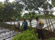 Bhabinkamtibmas Desa Kediri Dukung Ketahanan Pangan Lewat Sambang Petani