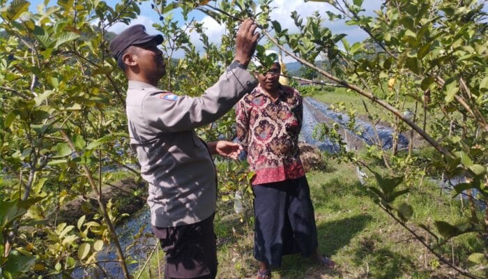 Bhabinkamtibmas Gapuk Dukung Petani Jambu Kristal di Gerung