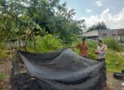 Bhabinkamtibmas Gelogor Dorong Warga Tanam Pangan di Halaman Rumah