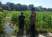 Sinergi Polisi dan Petani Wujudkan Ketahanan Pangan di Gerung Selatan